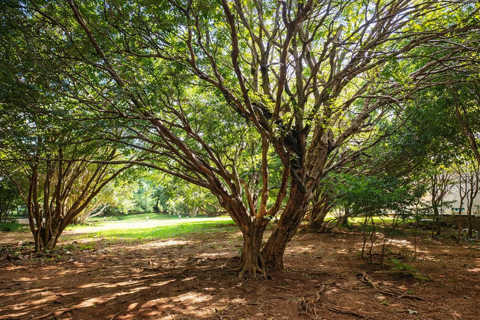 Pomar e área verde da propriedade Veredas e Buritis em Pirenópolis